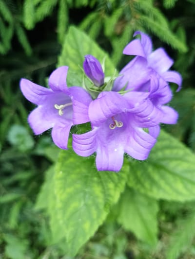 The image is a close-up, high-angle shot of several vibrant purple bellflowers in bloom. The flowers are the primary subjects, with their star-shaped petals and prominent stamens clearly visible. One bud is still closed, hinting at more blossoms to come. The background is softly blurred, showing lush green foliage, possibly pine needles from a nearby coniferous tree and broad green leaves. The lighting suggests it's daytime, with the natural light illuminating the flowers. There are no people or text visible in the image. The scene is a natural outdoor setting, likely a garden or woodland area, given the presence of both flowers and evergreen foliage. The overall mood is serene and natural, highlighting the beauty of the flowers. The location context is Lagovskoe, Russia.