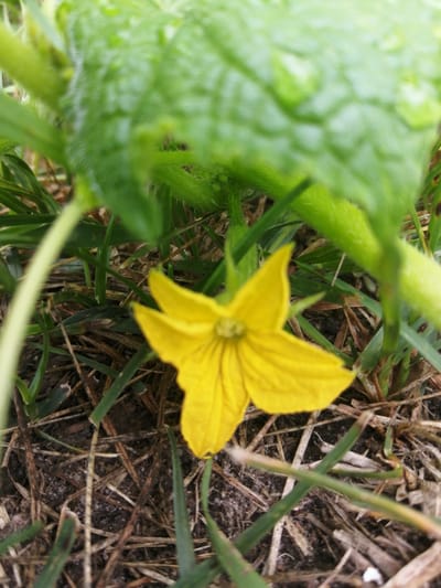 A close-up, low-angle, natural light photograph captures a vibrant yellow squash blossom in the foreground, angled to the right. The flower has five distinct petals with dark yellow veins radiating from its center. The blossom rests amongst dry brown grass and soil, with hints of green grass blades scattered throughout. In the upper left quadrant of the image, a large, blurred green leaf and stem are visible, providing a soft backdrop and framing the flower. The overall environment suggests an outdoor, possibly garden setting, in Доўгаўскі сельскі Савет, Belarus. No people or specific actions are depicted.