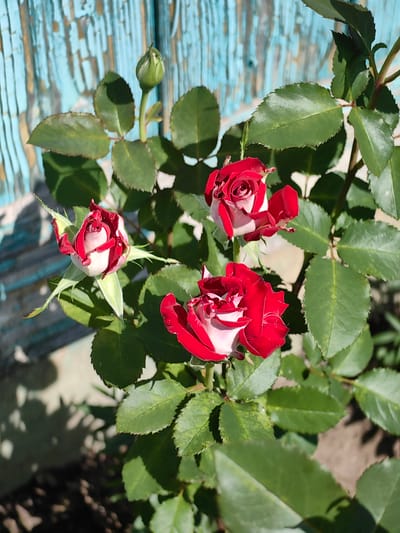 A close-up shot shows several red and white roses blooming against a background of weathered, light blue painted wooden planks. The roses are in various stages of bloom, with some buds still tightly closed and others unfurling their petals. Lush green leaves surround the flowers. The scene is lit by sunlight, casting shadows on the ground. The image appears to be taken outdoors, possibly in a garden or yard, in Дзямідавіцкі сельскі Савет, Belarus. There are no people or animals visible in the frame.