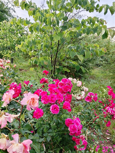 A vibrant garden scene is captured after a rainfall, with the glistening leaves and petals hinting at a recent shower. In the foreground, a lush bed of roses bursts with color, ranging from soft, pale pink to deep, saturated fuchsia. Some of the roses are in full bloom, their intricate layers of petals unfurling, while others are past their prime, with wilting edges and spent blooms. The textures of the roses vary, with some appearing velvety and others delicate and fragile.
Behind the roses, a medium-sized tree with broad, heart-shaped green leaves dominates the middle ground. Its branches reach upwards, providing a natural canopy against a cloudy sky. The leaves are wet, with small droplets of water clinging to their surfaces, reflecting the soft light. The background is a mix of greenery, with more trees and bushes creating a sense of depth and fullness in the garden. The ground is covered with a carpet of grass and fallen leaves, some of which appear to be rose petals.
The overall mood of the image is one of natural beauty and tranquility. The dampness suggests a recent rain, leaving the garden refreshed and alive. The scene is likely set in a private garden or park, with the abundance of roses indicating careful cultivation. The time of day is unclear due to the overcast sky, but the diffused light suggests it could be morning or late afternoon. There is no visible text in the image. The location context is Oral, Kazakhstan.