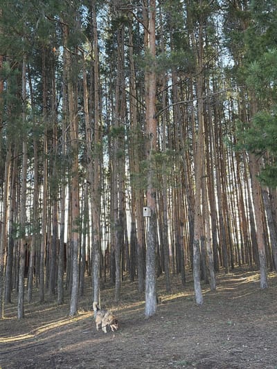 The image shows a forest scene in Sarapul, Russia. Numerous tall, thin trees dominate the landscape, with green foliage at the top and brown bark along the trunks. Sunlight filters through the trees, creating bright streaks. A small birdhouse is attached to one of the trees. In the foreground, a dog lies on the ground covered in dry leaves.