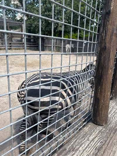 This media file shows a close-up, high-angle view of zebras behind a metal fence in an outdoor enclosure. The fence's bars are prominent in the foreground, creating a grid-like effect over the scene.
The subjects are two zebras, identifiable by their distinctive black and white stripes. The larger zebra is in the center of the frame, partially obscured by the fence, with its hindquarters and stripes clearly visible. Another, smaller zebra is visible in the background, further to the left. The enclosure appears to be a sandy or dirt-like terrain, with some greenery and structures visible in the distance through the fence. A rough wooden beam runs horizontally across the top of the image, and a textured wooden wall is visible on the right side.
The image appears to be taken during the daytime, under what seems to be sunny weather, given the bright lighting and shadows. There are no people or specific events depicted, just the zebras in their habitat. The scene suggests a zoo or wildlife park setting, likely in Budapest, Hungary, based on the provided location context. No text is visible in the image.