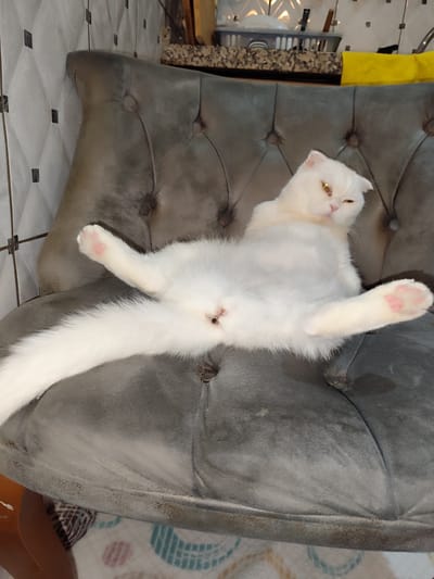 A white Scottish Fold cat with yellow eyes is sitting in a relaxed, somewhat revealing pose on a dark gray tufted armchair. The cat's legs are spread wide, with its hindquarters exposed. Its tail is long and fluffy, extending to the left. The cat appears to be looking slightly to the right with a relaxed expression. The armchair is upholstered in a dark gray, velvety material with deep button tufting. The background shows a tiled wall and some kitchen items on a counter. The image is taken from a slightly elevated angle, focusing on the cat and the armchair. The location in Sarıyer, Turkey, is not evident from the visual information in the image.