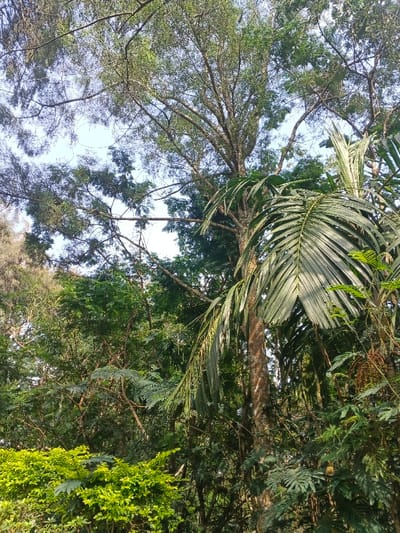 The image displays a dense natural environment in Lvea Aem District, Cambodia, captured from a low-angle perspective looking upwards into a tree canopy. Patches of clear, light blue sky are visible through the extensive, intertwining branches and foliage. A prominent, textured tree trunk with light brown bark stands in the mid-right, extending vertically, partially obscured by large, elongated, dark green palm-like fronds emanating from the right side. The canopy above and around consists of various broadleaf and smaller-leaved trees and shrubs, predominantly in shades of green. A distinct cluster of vibrant, bushy light green foliage is visible in the lower-left foreground. No individuals, animals, or man-made structures are observed within the frame.