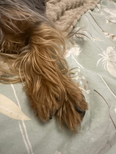 The image shows a close-up view of a Yorkshire Terrier's paw resting on a light blue floral-patterned blanket. The dog's fur is a mix of brown and gray, and its paw has black nails. The blanket has a pattern of white and light brown flowers and thin vertical lines. The scene appears to be indoors, likely on a bed or sofa. There are no people or other animals visible in the image. The image is focused on the dog's paw and the blanket. The location of Verkhniy Yurt, Russia is not depicted or suggested by the image content.
