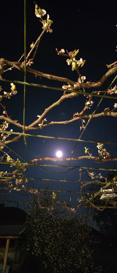 This nocturnal image, captured in Novachene, Bulgaria, presents a serene outdoor scene under a dark, clear sky illuminated by a bright, full moon. The foreground is dominated by a lattice of bare, gnarled tree branches, possibly an espaliered fruit tree or vine, showing signs of early spring with numerous light pinkish-white buds and small green leaves beginning to unfurl. These branches appear to be trained along vertical and horizontal supports or wires.

The prominent moon, a luminous orb with a slight halo effect, is positioned in the middle-right section of the frame, casting a soft glow on the surroundings. To its right, in the upper part of the image, a light-colored object resembling a birdhouse or feeder hangs from a branch, partially obscured. A thin black wire also traverses the scene, weaving through the branches and vertical supports.

In the upper left quadrant, a single, tiny, bright point of light is discernible against the dark sky, suggesting a distant star or planet. The far right side of the image reveals a dense bush or tree covered in countless small, light-colored blossoms or foliage, adding texture to the dark background. Below this, dark, indistinct shapes hint at a building or fence structure. The overall atmosphere is tranquil and peaceful, characteristic of a clear night. There is no visible text in the image, and no specific activity is taking place beyond the quiet observation of the night landscape.