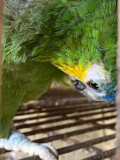 A close-up shot shows a parrot with green and yellow feathers perched inside a cage. The parrot has a black beak and a brown eye. Its head has a patch of blue feathers. The cage has dark brown bars. The location is Tinaquillo, Venezuela.