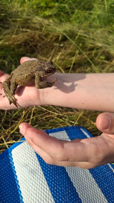 A toad is held in a person's hand. The toad is brown and has a bumpy texture. The person's hand is pale and has a shadow cast on it. Another hand is visible to the right of the toad, with a thumb pointing towards the toad. The background is blurry and consists of green grass and a blue and white striped mat. The lighting suggests it is daytime, likely sunny, given the clear shadows. The setting appears to be outdoors, possibly a grassy field or park, in Navasverzhanski Sel'ski Savet, Belarus. The image captures a moment of interaction between a person and a wild creature, possibly for observation or gentle handling. There is no visible text in the image.
