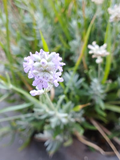 The image is a close-up, shallow-depth-of-field photograph of a lavender flower. The lavender is a pale purple color with visible green stems and fuzzy details on the petals. The background is blurred, showing out-of-focus green foliage and some dried stems. The overall impression is of a natural, outdoor setting, likely a garden. The photograph was taken in the city of Hospozín, Czechia.