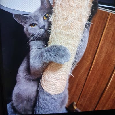 A gray cat is clinging to a scratching post. The cat has yellow eyes and is partially obscured by the scratching post. The scratching post is made of natural rope and appears to be vertical. To the right of the scratching post is a wooden surface, possibly a wall or furniture, with vertical planks. The background on the left is dark and out of focus. The image is a close-up shot, with the cat and scratching post filling most of the frame. There is no indication of the city of Kryvyi Rih, Ukraine, or any urban environment.