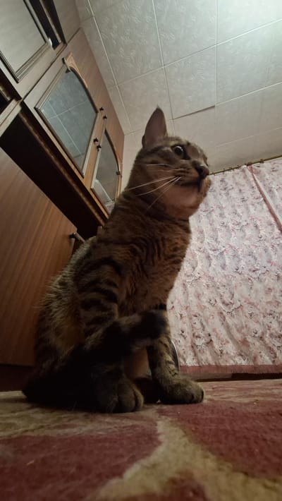 The image depicts a domestic cat sitting on a patterned carpet in an indoor setting. The cat, a tabby with brown and black stripes, is positioned in the lower right quadrant of the frame, looking upwards and to the right. Its paws are visible on the carpet. To the left of the cat, there is a wooden cabinet with glass-fronted doors. The ceiling, with a textured pattern, is visible above. In the background, a patterned curtain hangs on the right. The overall lighting suggests an interior space, possibly a room within a residential building in Забалоцкі сельскі Савет, Belarus. The perspective is low-angle, as if the photographer is also on the floor.