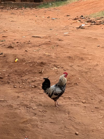 In Nnobi, Nigeria, an outdoor scene depicts a single rooster standing on reddish-brown dirt. The rooster, positioned centrally, has a white head, a prominent red comb and wattle, and black and white mottled body plumage with an iridescent black tail. It faces right and slightly upwards. The ground is uneven, comprised of packed earth and scattered with small rocks, organic debris, and various litter, including a yellow plastic bottle in the upper left. Faint tire tracks are visible in the dirt on the right side. In the background, a low-rise structure with a dark roofline and limited green vegetation are discernible. No other animate subjects or direct interactions are present.