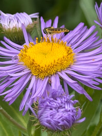 This close-up photograph captures a vibrant natural scene, likely in Esch-sur-Alzette, Luxembourg. The primary subjects are two strikingly purple, daisy-like flowers with bright yellow centers, possibly asters, set against a softly blurred green background of foliage.
On the left-most blooming flower, a small, striped insect, appearing to be a hoverfly (Syrphidae), is prominently featured. The hoverfly has distinct black and yellow bands on its abdomen and transparent wings, and it is positioned on the dense yellow disc florets, suggesting it is either feeding on nectar or gathering pollen. A tiny droplet of moisture is visible on one of the purple petals of this flower.
To the right, a second purple flower is in an earlier stage of bloom, appearing as a more tightly closed bud with visible purple petals and green sepals. Hints of other purple petals are visible in the upper and lower parts of the frame, indicating a cluster of these flowers.
The image is brightly lit, suggesting it was taken during daytime under clear weather conditions. The colors are rich and saturated, with the vibrant purple petals and bright yellow centers creating a strong contrast that draws the eye. The shallow depth of field keeps the focus sharply on the flowers and the insect, blurring the background into a pleasing green abstraction of leaves and stems. There is no visible text in the image. The overall impression is one of natural beauty and a moment of insect activity in a garden or wild setting.