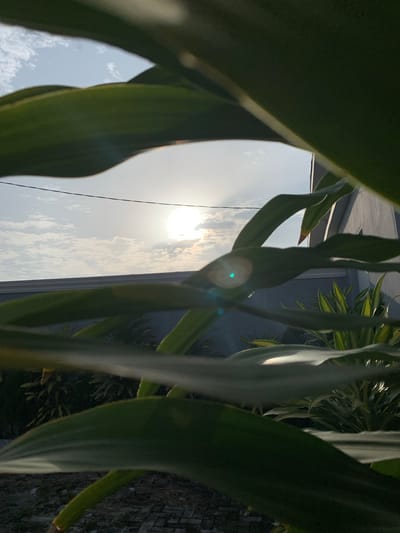 The image captures a sunlit outdoor scene, primarily featuring lush green foliage framing a view of the sky and distant structures. The photograph is taken from a low angle, looking upwards through the leaves of what appear to be broad-leafed tropical plants.

In the foreground and mid-ground, several large, dark green leaves are prominent, creating a natural frame around the central part of the image. Some of these leaves are partially shadowed, while others catch direct sunlight, highlighting their texture and shape. A distinct green lens flare and streaky light patterns are visible near the center, caused by the bright light source.

The sun is visible on the left side of the frame, casting a strong, bright glow across the sky. The sky is clear blue with scattered white clouds, suggesting a bright and clear day. A thin, dark line, possibly a power cable, stretches horizontally across the sky in the mid-left portion of the image.

In the background, beyond the immediate foliage, glimpses of human-made structures can be seen. On the upper right, there appears to be part of a building with a flat, light-colored roof or upper section. Further to the right and lower, a textured wall, possibly made of stone or tiles, is visible. Other smaller plants with variegated (green and lighter-colored) leaves are also discernible in the background.

There are no people or specific activities taking place. The scene conveys a sense of natural tranquility and warmth, characteristic of a sunny day in a tropical or subtropical region like Ibasa, Nigeria. No visible text is present.