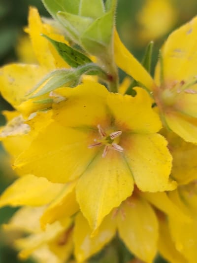 This is a close-up, vertical-format photograph of several bright yellow flowers, likely in bloom. The focus is on the center of one prominent flower, which displays five distinct petals. In the center of this flower, one can see several stamens with pale pink tips. The petals have a slightly crinkled texture and are tinged with a subtle reddish-orange hue near the center. Other yellow flowers, some in focus and others blurred, are visible in the background, creating a layered effect. Green leaves and stems, some of which are fuzzy, are interspersed among the flowers, adding to the natural, garden-like setting. The lighting suggests it is daytime, with soft illumination highlighting the vibrant yellow of the blossoms. The overall impression is one of natural beauty and delicate floral detail. No people, text, or specific location cues beyond the general botanical subject matter are visible.