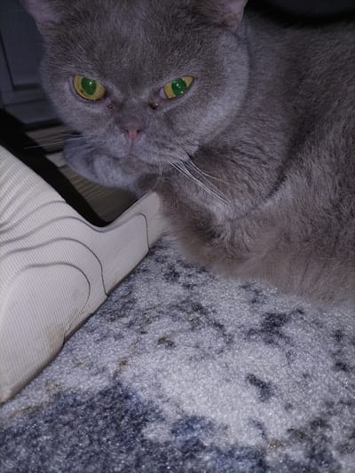 The image shows a close-up of a gray cat with striking green eyes. The cat's face is the primary subject, with its gaze directed slightly away from the camera. Its fur appears soft and dense. To the left of the cat, a portion of a beige, textured object is visible, possibly part of a piece of furniture or an accessory. The background consists of a carpet with a speckled pattern of gray, white, and dark blue. The lighting is dim, suggesting an indoor setting, potentially at night or in a poorly lit room. The overall mood conveyed by the cat's expression and the subdued lighting is one of quiet observation or repose. There is no visible text in the image. The location context is Смалявічы, Belarus.