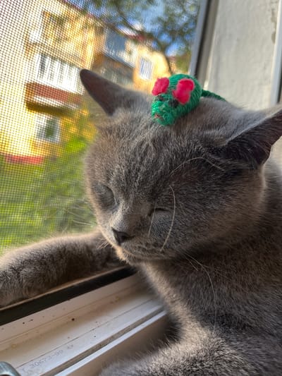 A grey cat with a crocheted green mouse toy on its head rests on a windowsill, with its eyes closed. The cat is partially obscured by a window screen, through which a blurred residential building and green foliage are visible. The setting appears to be an urban environment, possibly in the city of Belyye Berega, Russia, given the architectural style of the building. The lighting suggests it is daytime, with sunlight filtering through the window and screen, creating shadows and highlights on the cat's fur. The windowsill itself shows some signs of wear and tear, with minor debris and markings.