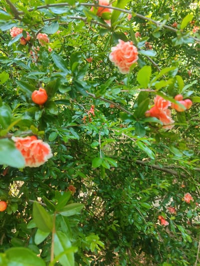 The image shows a close-up of a pomegranate tree with green leaves and several coral-colored flowers and developing fruits. The flowers are in various stages of bloom, with some appearing as closed buds and others open with ruffled petals. The background is a dense foliage of leaves, suggesting a garden or natural setting. The lighting indicates it is daytime, with sunlight filtering through the leaves. The specific location within Sirius, Russia, is not discernible from the visual information provided. There are no people or animals present in the image, and no specific actions or interactions are depicted.