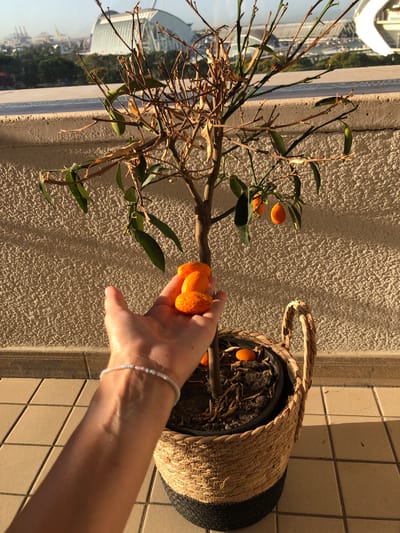 The image shows a potted kumquat tree with several orange fruits on a balcony in Valencia, Spain. A person's hand is visible in the foreground, holding a cluster of kumquats. The background features a textured wall and a glimpse of the city skyline, including a distinctive modern architectural structure, possibly the City of Arts and Sciences. The balcony floor is tiled, and sunlight casts shadows. The kumquat tree appears somewhat dry, with sparse leaves and many bare branches, but it is bearing fruit. The pot is housed in a woven basket.