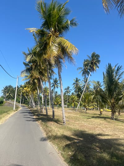 The image depicts a paved road curving to the left, bordered by a grassy field on the right and a grassy embankment and more vegetation on the left. A line of tall coconut palm trees with green fronds and some bearing coconuts are visible along the right side of the road. The sky is clear and bright blue. In the background, more palm trees and lush green foliage are present. The scene appears to be a rural or coastal area in Jembrana, Indonesia, characterized by the abundance of coconut palms. There are no people or animals clearly visible in the foreground or midground, though a distant, faint group of figures might be present on the far left embankment. The overall impression is a sunny, tropical day.