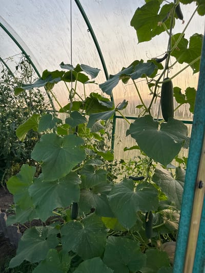 A close-up, eye-level shot captures a lush greenhouse scene in Sredneye Kechevo, Russia. The focus is on a cucumber plant with large, green leaves and several developing cucumbers. One cucumber hangs prominently in the foreground, suspended by a white string. Smaller cucumbers are visible higher up the vine. The background reveals a tomato plant with green tomatoes and yellow flowers, also growing within the translucent polyethylene structure of the greenhouse. The natural light filtering through the greenhouse creates a soft, warm glow. The overall impression is one of abundance and healthy plant growth.