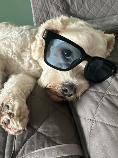 A cream-colored dog with curly fur is lying down on a quilted gray surface, possibly a couch or bed. The dog is wearing black sunglasses, which partially obscure its face. The dog's right eye is visible through the left lens of the sunglasses, appearing dark and reflected. Its nose is dark and damp, with some light brown fur around it. The dog's front paw is resting on the surface, showing dark paw pads. The background is a solid green wall. The image appears to be taken indoors. The location is not specified.