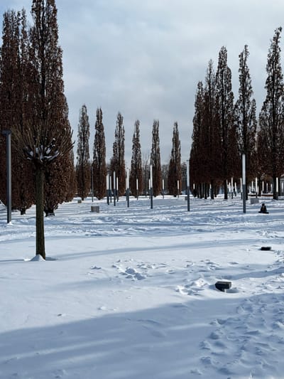 This image depicts a snow-covered urban park or landscaped area in Plodorodny, Russia, under an overcast sky with clear daylight casting shadows. The foreground and mid-ground are entirely covered in white snow, displaying varied textures, drifts, and numerous footprints. Multiple rows of tall, slender, columnar trees with dense, dark brown winter foliage or branches dominate the mid-ground and background, extending into the distance. A smaller, pruned deciduous tree with a rounded crown, showing light snow accumulation on its branches, stands in the foreground-left. Interspersed among the trees are numerous tall, grey, vertical light poles, each topped with a rectangular white illuminated section, arranged in a grid-like pattern. Several dark, rectangular objects, likely benches or concrete blocks, are partially visible above the snow in the foreground and mid-ground. In the mid-ground, towards the right, a solitary individual is seated or crouching directly on the snow, dressed in dark winter clothing including a dark hat or hood. Another indistinct, dark figure is faintly visible further back among the trees. No specific interactions are occurring; the scene is static with individuals present in a winter park environment.