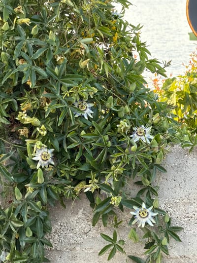 The image shows a vine with three passionflower blooms growing against a textured concrete wall. The leaves of the vine are green and five-lobed. Several unopened buds are also visible. The flowers are white with a purple and yellow center. The scene appears to be outdoors, potentially in a garden or against a building. The location is in Krašići, Montenegro.