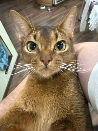 This is a close-up, slightly tilted shot of an Abyssinian cat being held by a person. The cat has prominent, large green eyes with reflections, delicate white whiskers, and a ticked tabby coat in shades of brown and gold. Its ears are large and pointed, with fine fur visible inside. The person's arm and shoulder are visible, with a white, ribbed fabric garment on their shoulder. The background consists of a wooden floor and a white, crinkled object, possibly tissue paper or fabric, in the upper left corner. There are also some small, reflective objects on the floor. The overall lighting suggests an indoor setting, potentially during the day. The cat appears to be looking directly at the camera with a curious or attentive expression. No visible text is present in the image.