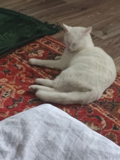A white cat is sleeping on a red rug with a dark green blanket to its left. The rug has a floral pattern with red, black, and tan colors. The background shows a wooden floor. A corner of a white fabric is visible in the foreground. The scene appears to be indoors, possibly in a residential setting in Krasny Pakhar, Russia.
