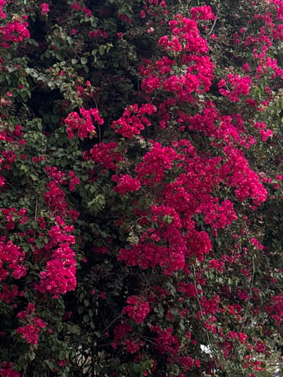 The image shows a dense cluster of pink bougainvillea flowers intertwined with green foliage. The location is Bat Yam, Israel. No people are visible. The subject is a flowering bougainvillea bush. There are no discernible actions or interactions. The environment is an outdoor setting in Bat Yam.