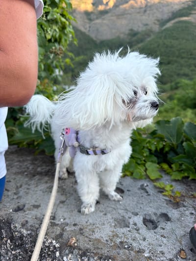 In Partenit, Ukraine, a fluffy white dog with a purple harness stands on a stone ledge. The dog is facing right, with its fur appearing somewhat windswept. In the foreground, a person's arm and shoulder are visible on the left, while a beige leash extends down from the dog's harness. Behind the dog, lush green foliage and a distant, hazy mountainous landscape are visible under a bright sky. The overall setting suggests an outdoor environment, possibly a viewpoint or trail.