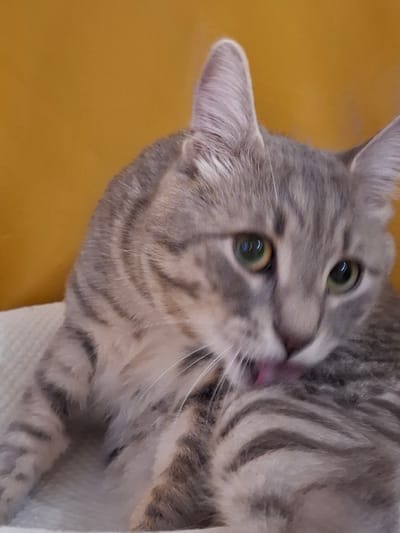 A close-up, eye-level shot shows a grey tabby cat grooming its chest. The cat's green eyes are visible, along with its pink tongue as it licks its fur. The background is a solid, mustard-yellow color. The cat is resting on a white, textured surface, possibly a blanket or cushion. The image does not provide any specific details or context that would allow for the identification of its location within Zemun Urban Municipality, Serbia.