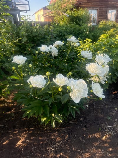 The image depicts a close-up view of white peonies in full bloom, situated in the foreground. The flowers are lush and abundant, with many petals creating a full, ruffled appearance. Several green buds are interspersed among the open blooms, indicating the ongoing flowering season. The plants are rooted in dark, rich soil, with visible twigs and dry leaves scattered on the ground. Sunlight casts dappled shadows on the soil, suggesting it is either early morning or late afternoon.

In the background, a rustic wooden house with windows is visible, partially obscured by dense green foliage and trees. To the left of the house, a portion of a greenhouse structure with a translucent roof can be seen. The overall environment suggests a garden setting, possibly a residential backyard, within the city of Maksimovshchina, Russia. The scene is peaceful and evokes a sense of natural beauty and domestic tranquility. No people are present in the image.