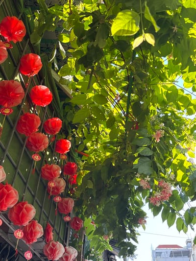 This image captures a scene from South Quy Nhon Ward, Vietnam, featuring an outdoor area adorned with red paper lanterns and lush green foliage. The lanterns, primarily red and varying in size and shape, are hung on a metal trellis structure. Some lanterns have small, gold-colored tags with Chinese characters. The trellis is partially covered by a green mesh material.
Overhanging the trellis and extending into the frame is a dense canopy of green leaves from a climbing plant, likely a vine. This foliage is illuminated by sunlight, creating a dappled effect. Among the leaves, clusters of small pink and white flowers are visible, adding a delicate contrast to the vibrant red lanterns.
In the background, a glimpse of the sky is visible, appearing bright blue. Further in the distance, parts of buildings can be seen, including a white building with a red-tiled roof. The overall impression is one of a decorative outdoor space, possibly a courtyard or balcony, where festive elements are combined with natural greenery. There are no people or animals present in the image. The focus is on the static elements of decoration and nature.