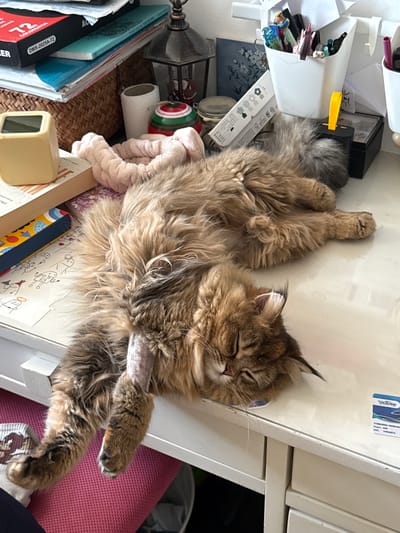 A long-haired, brown tabby cat is sleeping on a white desk, with its body stretched out. The cat's fur is fluffy and its eyes are closed. There is a shaved area on its hind leg. The desk is cluttered with various items, including books, a basket, pens in a container, a small lamp, a clock, and a pink scrunchie. In the background, there are stacks of papers and boxes. The setting appears to be an indoor workspace or study area. No specific location in Petah Tikva, Israel, can be determined from the image.