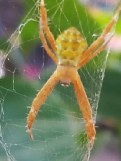 An orb-weaver spider, predominantly yellow and orange, is positioned in the center of its web. The spider's abdomen is a mottled yellow with darker markings, and its eight legs are a striking orange. It is attached to fine, silken threads that form a delicate, circular web, which is draped over green foliage. The background is softly blurred, with hints of purple and pink, suggesting a natural outdoor setting. There are no people or any other animals visible in the image. The image quality is somewhat soft and out of focus.