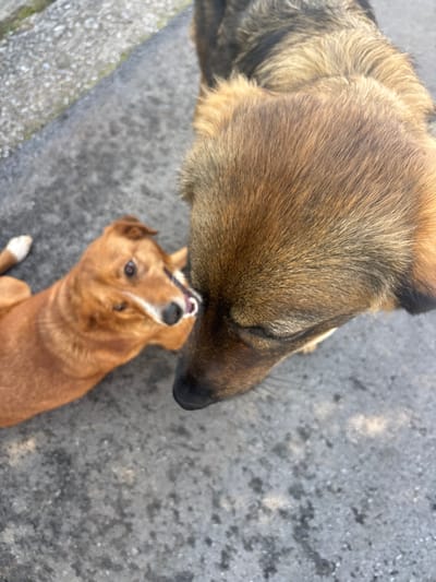 Two domestic dogs are positioned on a grey, textured ground surface, likely asphalt or concrete, in Kunje, Montenegro. The larger dog, occupying the right and upper portion of the frame, exhibits mottled brown and black fur on its head and back, with its black snout lowered. Its eyes are partially obscured. A smaller, reddish-brown dog with some white markings on its left paw is situated to the left and rear, looking up towards the larger dog. Its mouth is slightly open, revealing a pink tongue, and its left eye is visible. The interaction suggests the smaller dog is engaging with the larger dog, possibly in an exploratory or affectionate manner, with its tongue slightly extended towards the larger dog's face. A lighter grey, possibly concrete or stone, surface or curb is visible in the upper left background. The photograph is taken from an elevated perspective looking down at the animals.