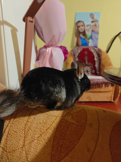 A dark chinchilla with a long, bushy tail is perched on a textured, orange fabric surface, likely a piece of furniture. The chinchilla is facing to the right, with its head turned slightly downwards. Its fur is dark gray on its back and lighter gray on its underside, with white markings around its eyes and ears. In the background, a floor lamp with a pink lampshade is visible, along with a framed picture of a family on a yellow wall. A richly patterned armchair with red and gold accents is also present. The overall environment appears to be an indoor setting, possibly a living room. There is no identifiable indication of the location being in Hadiach, Ukraine.