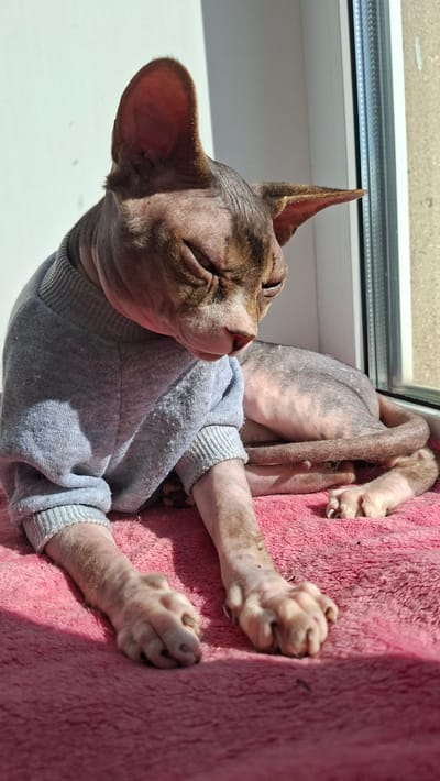 A hairless cat, likely a Sphynx, is lying on a pink fuzzy blanket in front of a window. The cat is wearing a light gray sweater. Sunlight is streaming in from the window, casting shadows across the scene. The cat's eyes are mostly closed, and its ears are large and prominent. The cat's skin is wrinkled, and its paws are visible, resting on the blanket. The background shows a white wall and the window frame. The location is specified as Забалоцкі сельскі Савет, Belarus.
