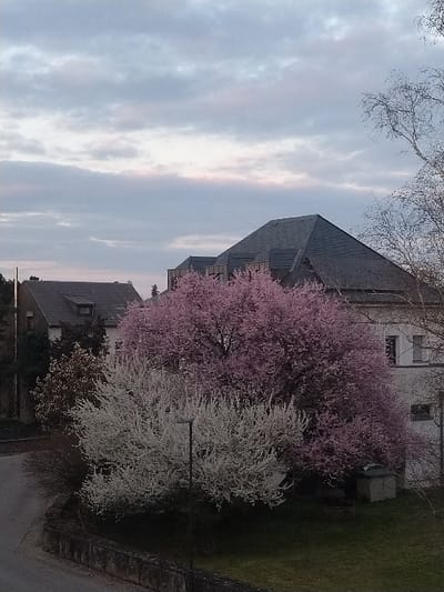 The image displays an outdoor scene in Crauthem, Luxembourg, under an overcast sky featuring light grey clouds with subtle pink coloration towards the horizon. In the mid-ground, a large building with a dark, multi-faceted pitched roof and light-colored facades is partially visible. To its left, a second building with a dark pitched roof and darker walls is present, featuring a small dormer window.
The foreground and mid-ground are dominated by blooming deciduous trees. A prominent tree with abundant pink blossoms stands to the right of center. In front and slightly to the left of this tree is a smaller, bushier tree densely covered in white blossoms. A dark, slender streetlamp post is positioned in front of the white-blossomed tree. Bare tree branches are visible along the far right edge of the frame.
A dark asphalt road or driveway curves from the lower-left corner upwards, partially obscured by the white-blossomed tree. A low, dark stone or concrete retaining wall extends horizontally across the lower foreground. To the right of the wall and road, a patch of green grass is visible, on which a light-colored, cuboid utility box or structure is situated. No individuals are present in the scene.