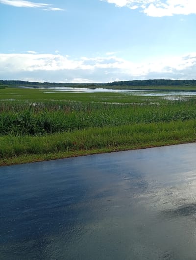 The image shows a rural landscape with a wet, dark asphalt road in the foreground. Beyond the road, there is a vast expanse of marshland with tall green grass and reeds, interspersed with bodies of water reflecting the sky. A dense line of trees forms the horizon, separating the marshland from the sky. The sky is a bright blue with scattered white clouds, suggesting fair weather. The scene is likely located in the vicinity of Кліноцкі сельскі Савет, Belarus, given the naturalistic rural environment depicted.