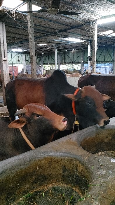The image shows three brown and black cows standing side by side, looking towards the right. The cows are in a partially enclosed barn, with a concrete floor and concrete water troughs. The barn has a metal roof with a woven mat covering it, allowing some light to pass through. There are some spiderwebs visible in the barn. The image was taken in Savar, Bangladesh, at latitude 23.753 and longitude 90.311. One of the cows has a red and white strap around its neck.