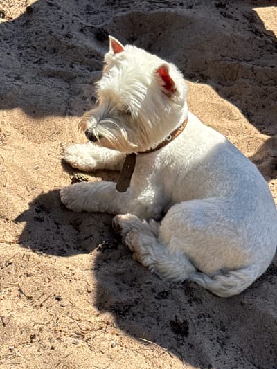 A white West Highland White Terrier dog is lying on sand in Zelenaya Roshcha, Russia. The dog is facing left, with its head turned slightly upwards. It is wearing a brown collar with a dark tag. The sand is light brown and appears to be mixed with small twigs and debris. There is a shadow cast over the left side of the image, obscuring part of the dog and the sand. The sun is shining, creating bright highlights on the dog's fur.
