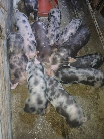 The image shows a close-up, top-down view of a group of piglets huddled together in a pen. The piglets have a distinctive black and white spotted or mottled coat pattern, with some exhibiting more black than white and vice versa. Their bodies are elongated, and their tails are curled. The pen appears to be constructed from metal bars on the left side and possibly concrete or a similar material on the ground. The ground is uneven and somewhat wet, with visible droplets of liquid. In the background, a red feeder or trough is partially visible, suggesting the piglets are in an agricultural setting. The lighting is dim, with shadows indicating an indoor or covered environment. The location is identified as a pig farm in Tacarigua, Venezuela.