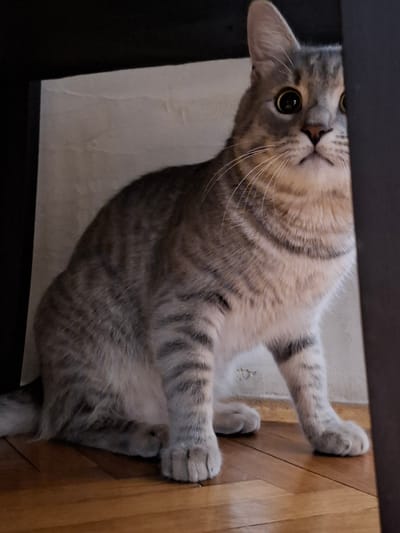 A gray tabby cat is lying on its back, under what appears to be a desk or other furniture, on a white rug. The cat is positioned between the rug and a wooden floor. It's looking up at the camera with golden eyes. Part of the dark furniture is visible in the upper left corner. The location is impossible to know with just the details in the image.