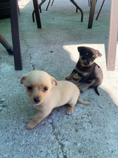The image shows two puppies on a concrete surface, likely a patio or similar outdoor area. One puppy is primarily tan with a dark nose and eyes. The other puppy is black and tan. The puppies are positioned at different angles to the camera, with one puppy facing up and the other angled to the left. Parts of a table or chair are visible in the periphery of the image. The concrete surface is textured with visible pebbles and minor cracks. The lighting suggests a sunny day. Location: Gorna Oryahovitsa, Bulgaria. No people are visible.