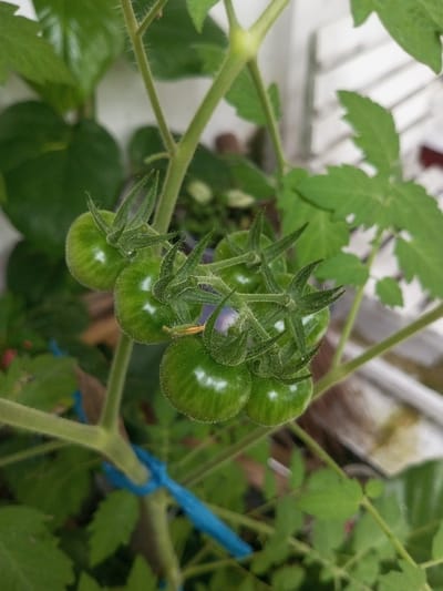 A cluster of unripe, green tomatoes hangs from a leafy tomato plant. The tomatoes are round and glossy with visible stripes. Blue garden twine secures the plant's stem. The plant has various types of green leaves, some broad and rounded, and others with a more jagged, fern-like appearance. The plant is situated in a bright, outdoor setting.