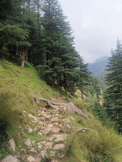 A rocky, dirt path winds uphill through a dense forest of evergreen trees in Khakhnal, India. The path is uneven, with large stones and rocks scattered across it. Lush green grass and smaller bushes grow on the slopes alongside the path. Tall, mature evergreen trees with dark green foliage dominate the scene, their branches reaching towards a slightly overcast sky. In the background, a valley filled with more evergreen trees stretches out, disappearing into a misty haze. A few utility poles with wires are visible on the right side of the path, suggesting the presence of infrastructure within the natural landscape. The overall impression is one of a remote, mountainous natural environment.