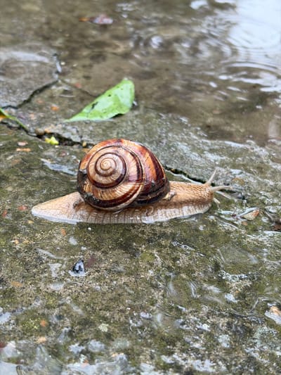 A snail is crawling on a wet, moss-covered concrete surface. A green leaf is visible near the snail on the concrete. There are puddles of water on the surface. The exact location within Novopokrovskaya, Russia is not identifiable from the image.